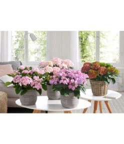 Hortensie - Hydrangea Macrophylla 'Tiffany' -Ubbink Verkäufe 20180522 PR MO 002 HortensienPremium