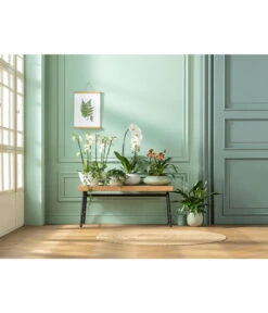 Kleine Zimmerrebe - Cissus Striata -Ubbink Verkäufe 20181115 PR MO 001 Orchideen GC01 01