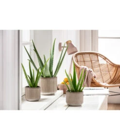 Echte Aloe-Set - Aloe Vera -Ubbink Verkäufe 201904010 PR MO 01 Aloe GC15