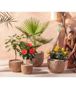 Zimmerhibiskus - Hibiscus Rosa-sinensis, Verschiedene Sorten -Ubbink Verkäufe 20210520 WE MO 001 Orientalisch