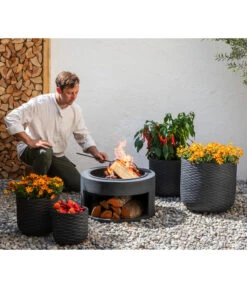 Goldmarie, Orange 11 Goldmarie, Orange -Ubbink Verkäufe 20210610 8810020 8832966 WE MO 001 BidensOrangeT12 GC09 2022 02