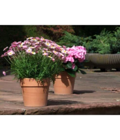 Spang Terrakotta-Pflanzgefäß Calima 17 Spang Terrakotta-Pflanzgefäß Calima -Ubbink Verkäufe 2919595 2919652 2919694 2919736 2919835 2919843 WE MO 001 TerrakottaTopfCalima