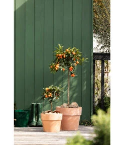 Spang Terrakotta-Pflanzgefäß Calima 16 Spang Terrakotta-Pflanzgefäß Calima -Ubbink Verkäufe 2919595 2919652 2919694 2919736 2919835 2919843 WE MO 003 TerrakottaTopfCalima