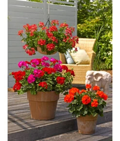 Spang Terrakotta-Pflanzgefäß Calima 14 Spang Terrakotta-Pflanzgefäß Calima -Ubbink Verkäufe 2919595 2919652 2919694 2919736 2919835 2919843 WE MO 004 TerrakottaTopfCalima