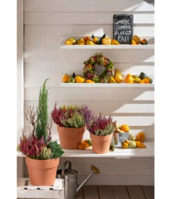 Spang Terrakotta-Pflanzgefäß Calima 20 Spang Terrakotta-Pflanzgefäß Calima -Ubbink Verkäufe 2919595 2919843 2919736 2919694 2919835 2919652 WE MO 012 TerrakottaPflanzgefaessCalima