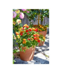 Spang Terrakotta-Pflanzgefäß Calima 18 Spang Terrakotta-Pflanzgefäß Calima -Ubbink Verkäufe 2919652 2919694 2919595 2919843 2919736 2919835 WE MO 006 CalimaTerra