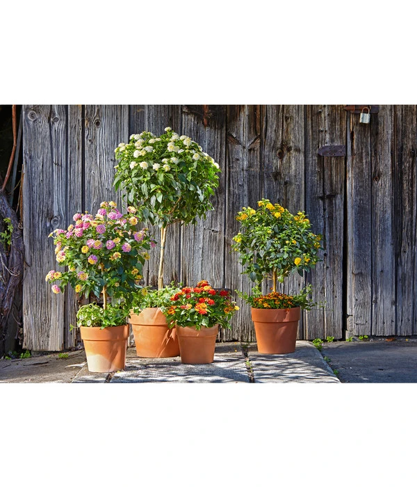 Spang Terrakotta-Pflanzgefäß Calima 10 Spang Terrakotta-Pflanzgefäß Calima – Bild 8