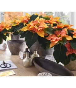 Dehner Keramik-Übertopf Kenia, Konisch, Braun 10 Dehner Keramik-Übertopf Kenia, Konisch, Braun -Ubbink Verkäufe 2938934 WE MO 001 UebertopfKeniaBraun