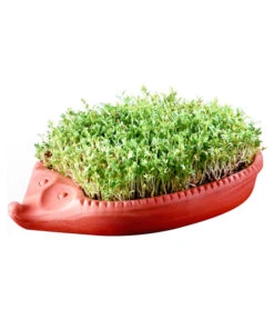 Römertopf Kresseigel Mit Kresse-Saatgut -Ubbink Verkäufe 349993 BildM 001 RoemertopfKresseigelMitKresseSaatgutKresseIgel1SamenTerra