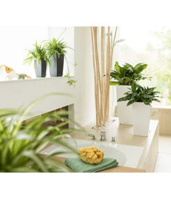 LECHUZA® MAXI/MINI-CUBI, All-in-One-Set -Ubbink Verkäufe 3532264 3683836 2424984 3468618 WE MO 007 CubicoPremiumWeissMinIMaxiCubiAnthrazitNeu