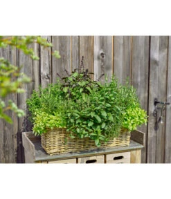 Van Der Leeden Rattan-Pflanzkasten, Graubraun -Ubbink Verkäufe 3692761 3692548 3692506 WE MO 005 RattanPflanzkastenbraun