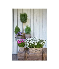 Van Der Leeden Rattan-Pflanzkasten, Graubraun -Ubbink Verkäufe 3692761 3692548 3692506 WE MO 006 RattanPflanzkastenbraunBlumenkasten