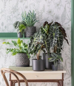 Pfeilblatt - Alocasia Amazonica 'Polly' 11 Pfeilblatt - Alocasia Amazonica 'Polly' -Ubbink Verkäufe 3816550 WE MO 001 TOK Coolgrey