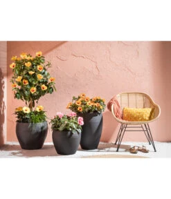 Zimmerhibiskus - Hibiscus Rosa-sinensis, Verschiedene Sorten -Ubbink Verkäufe 4319398 PR MO 001 KunststoffTopfSchwarz