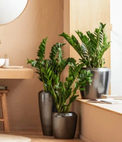 Dehner Keramik-Vase Lissabon Mit LECHUZA® Bewässerungssystem, Konisch 10 Dehner Keramik-Vase Lissabon Mit LECHUZA® Bewässerungssystem, Konisch -Ubbink Verkäufe 4448833 WE MO 001 LissbonKeramik Content