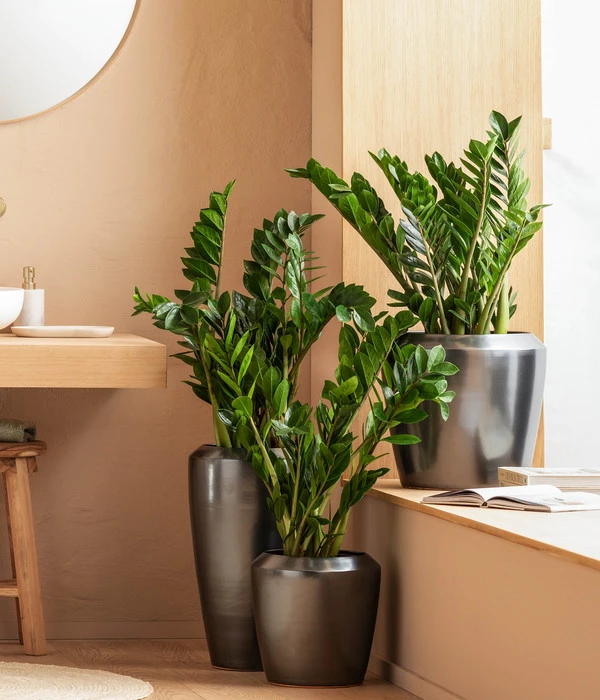 Dehner Keramik-Vase Lissabon Mit LECHUZA® Bewässerungssystem, Konisch 6 Dehner Keramik-Vase Lissabon Mit LECHUZA® Bewässerungssystem, Konisch – Bild 4