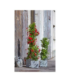 Dehner Leichtbeton-Topf Rock, Quadratisch, Grau -Ubbink Verkäufe 5157524 5157532 5157540 5157557 WE MO 003 DehnerLeichtbetonTopfRockPflanzkuebelBlumentopf