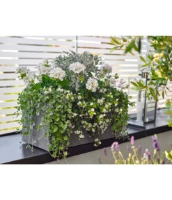 Dehner Leichtbeton-Kasten Rock, Rechteckig, Grau -Ubbink Verkäufe 5157607 5157615 WE MO 001 DehnerLeichtbetonKastenrockgrau