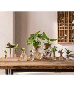 Waterplant Balsamapfel Im Kugelglas - Clusia Rosea 'Princess', Mit LED -Ubbink Verkäufe 6125066 WE MO 001 WaterPlants 1