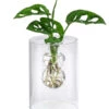 Waterplant Fensterblatt Im Glas - Monstera Adansonii, Ca. 30 Cm 1 Waterplant Fensterblatt Im Glas - Monstera Adansonii, Ca. 30 Cm -Ubbink Verkäufe 6188163 WE FS 001 WaterPlantGlasvaseMonstera