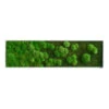StyleGREEN Bild Aus Wald- Und Kugelmoos Im Verlauf, Ca. B140/H40/T7 Cm -Ubbink Verkäufe 6429799 WE FS 001 Wald Kugelmoosbild140x40cm