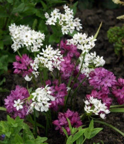 Dehner Blumenzwiebel 5 Monate Blütenpracht, 200 Stk. -Ubbink Verkäufe 6617286 WE MO 002 DehnerBlumenzwiebel5MonateBlumenpaket