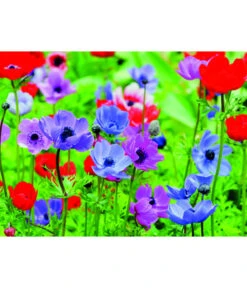 Dehner Blumenzwiebel 5 Monate Blütenpracht, 200 Stk. -Ubbink Verkäufe 6617286 WE MO 003 DehnerBlumenzwiebel5MonateBlumenpaket