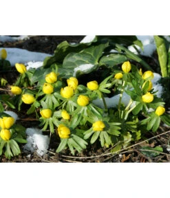 Dehner Blumenzwiebel 5 Monate Blütenpracht, 200 Stk. -Ubbink Verkäufe 6617286 WE MO 004 DehnerBlumenzwiebel5MonateBlumenpaket