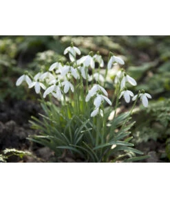 Dehner Blumenzwiebel 5 Monate Blütenpracht, 200 Stk. -Ubbink Verkäufe 6617286 WE MO 006 DehnerBlumenzwiebel5MonateBlumenpaket