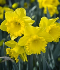 Dehner Blumenzwiebel 5 Monate Blütenpracht, 200 Stk. -Ubbink Verkäufe 6617286 WE MO 007 DehnerBlumenzwiebel5MonateBlumenpaket