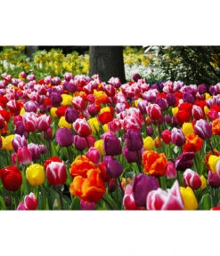 Dehner Blumenzwiebel 5 Monate Blütenpracht, 200 Stk. -Ubbink Verkäufe 6617286 WE MO 010 DehnerBlumenzwiebel5MonateBlumenpaket