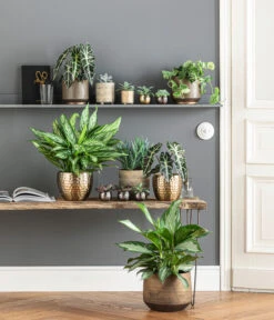 Dehner Metall-Übertopf Kody, Bauchig, Gold -Ubbink Verkäufe 6732952 WE MO 001 TopfNolaKodyGoldMathea 4450722