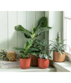 Japanische Faserbanane - Musa Basjoo -Ubbink Verkäufe 6895635 WE MO 001 Freshandfruity Musa