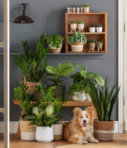 Dehner Jute-Korb Selin, Rund, Schwarz -Ubbink Verkäufe 6904304 6904809 WE MO 001 KorbPhilHarmony