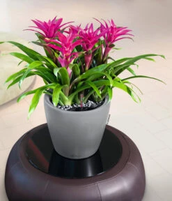 LECHUZA® CLASSICO LS, All-in-One-Set -Ubbink Verkäufe 6962112 WE MO 02 LechuzaCLASSICOPremiumSilber