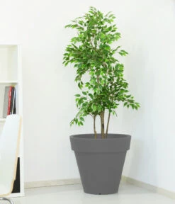 Farmet New Kunststoff-Topf Pegasus, Konisch, Inkl. Untersetzer, Ca. Ø60/H55 Cm 8 Farmet New Kunststoff-Topf Pegasus, Konisch, Inkl. Untersetzer, Ca. Ø60/H55 Cm -Ubbink Verkäufe 6965685 WE MO 001 FarmetNewKunststoffTopfPegasuskonisch