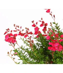 Irische Glockenheide -Ubbink Verkäufe 7163009 WER DE 002 DaboeciaDehnerExpressHerzig