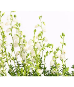 Irische Glockenheide -Ubbink Verkäufe 7163009 WE DE 003 DaboeciaDehnerExpressHerzig