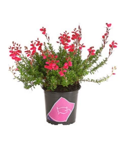 Irische Glockenheide -Ubbink Verkäufe 7163009 WE FS 002 DaboeciaDehnerExpressHerzig