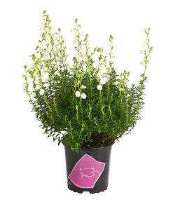 Irische Glockenheide -Ubbink Verkäufe 7163009 WE FS 003 DaboeciaDehnerExpressHerzig