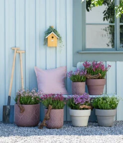 Irische Glockenheide -Ubbink Verkäufe 7163009 WE MO 001 DaboeciaMixGlockenheide 2021 GC11