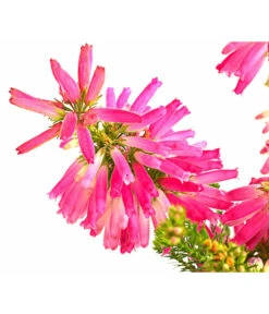 Beet- & Balkonset Heidenzauber, 6-teilig -Ubbink Verkäufe 7172026 WE DE 004 EricaVerticitataT11