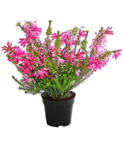 Beet- & Balkonset Heidenzauber, 6-teilig -Ubbink Verkäufe 7172026 WE FS 001 EricaVerticitataT11Dehner