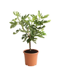 Bestseller -Ubbink Verkäufe 7186448 PR FS 001 FicusCaricaFeigePfaelzerStamm7LDehnerExpressHerzig