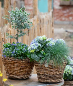 Vergissmeinnicht 'Myomark' -Ubbink Verkäufe 7222003 WE MO 001 HortensienBlauBlaubluehendeStraeucher