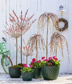 Dehner Keramik-Topf Elite -Ubbink Verkäufe 7464738 8816498 6705461 WE MO 001 KaetzchenweideStaengelprimelTopfElite