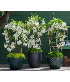 Dehner Keramik-Topf Elite -Ubbink Verkäufe 7542905 8007429 6705461 WE MO 001 WisteriaWeiss