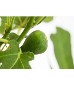 Feige 'Brown Turkey' -Ubbink Verkäufe 7642937 PR DE 001 FicusCaricaFeigeBrownTurkey7 5LDehnerExpressZS