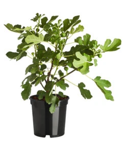 Feige 'Brown Turkey' -Ubbink Verkäufe 7642937 PR FS 001 FicusCaricaFeigeBrownTurkey7 5LDehnerExpressZS