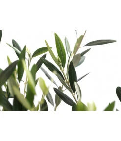 XXL Olivenstamm 'Leccino', Ca. 180-200 Cm -Ubbink Verkäufe 7724792 WE DE 001 OleaEuropaeaLeccinoOlive